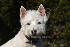 Terrier - West Highland White