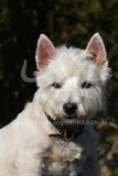 Terrier - West Highland White
