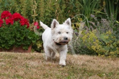 Terrier - West Highland White