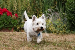 Terrier - West Highland White