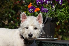 Terrier - West Highland White