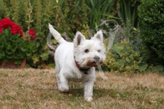 Terrier - West Highland White
