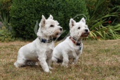 Terrier - West Highland White