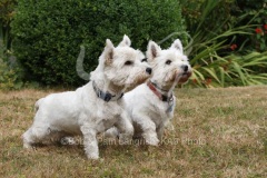Terrier - West Highland White