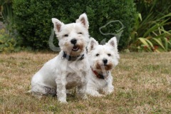 Terrier - West Highland White