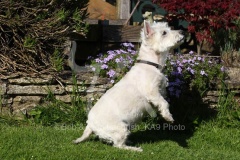 Terrier - West Highland White