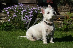 Terrier - West Highland White