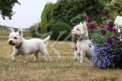 Terrier - West Highland White