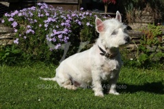 Terrier - West Highland White