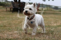 Terrier - West Highland White