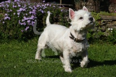 Terrier - West Highland White