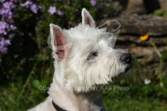 Terrier - West Highland White