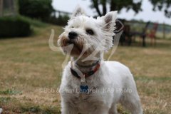 Terrier - West Highland White