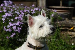Terrier - West Highland White