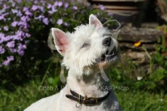 Terrier - West Highland White