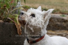 Terrier - West Highland White