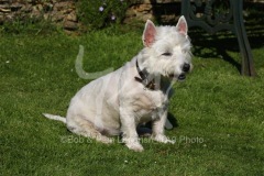 Terrier - West Highland White