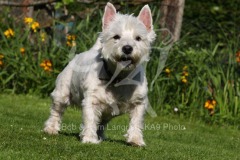Terrier - West Highland White