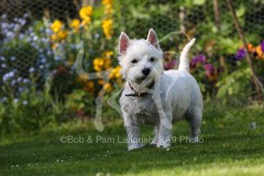 Terrier - West Highland White