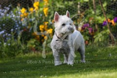 Terrier - West Highland White