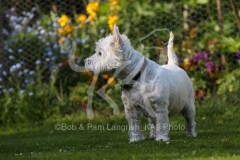 Terrier - West Highland White