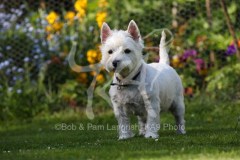 Terrier - West Highland White
