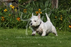 Terrier - West Highland White