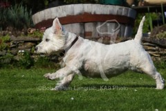 Terrier - West Highland White