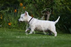 Terrier - West Highland White