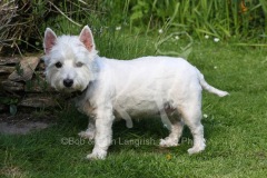 Terrier - West Highland White
