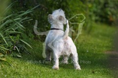 Terrier - West Highland White