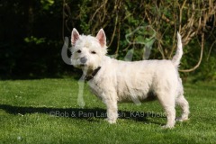 Terrier - West Highland White