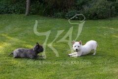 Terrier - West Highland White
