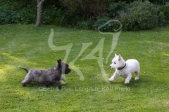 Terrier - West Highland White