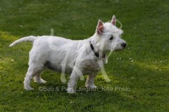 Terrier - West Highland White