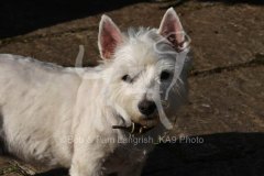 Terrier - West Highland White