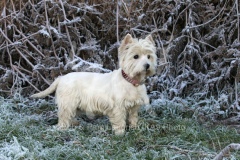 Terrier - West Highland White