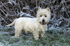 Terrier - West Highland White