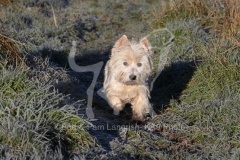 Terrier - West Highland White