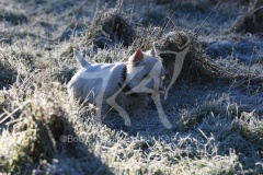 Terrier - West Highland White