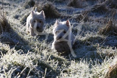 Terrier - West Highland White