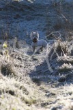 Terrier - West Highland White