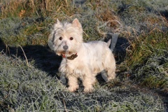 Terrier - West Highland White
