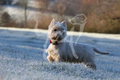 Terrier - West Highland White