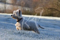 Terrier - West Highland White