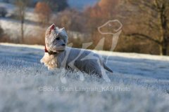 Terrier - West Highland White
