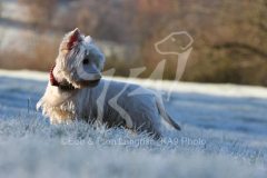 Terrier - West Highland White