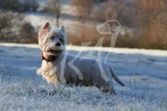 Terrier - West Highland White