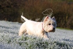 Terrier - West Highland White