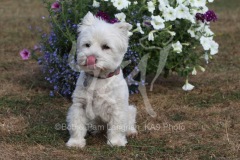 Terrier - West Highland White